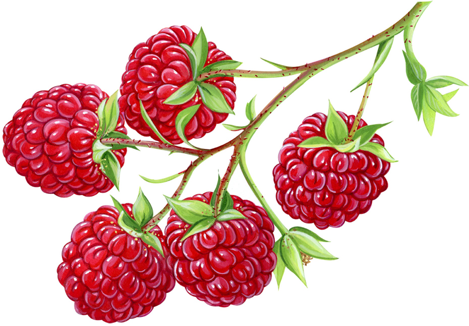 raspberrieswebres_new